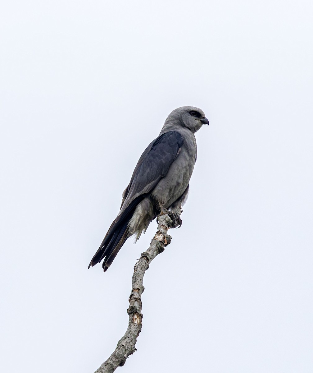 Mississippi Kite - ML598560711