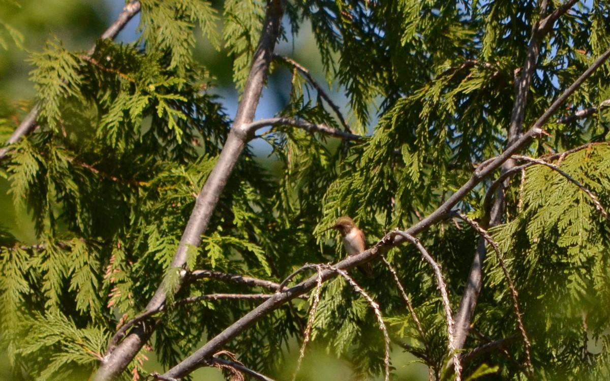 Rufous Hummingbird - ML598562181