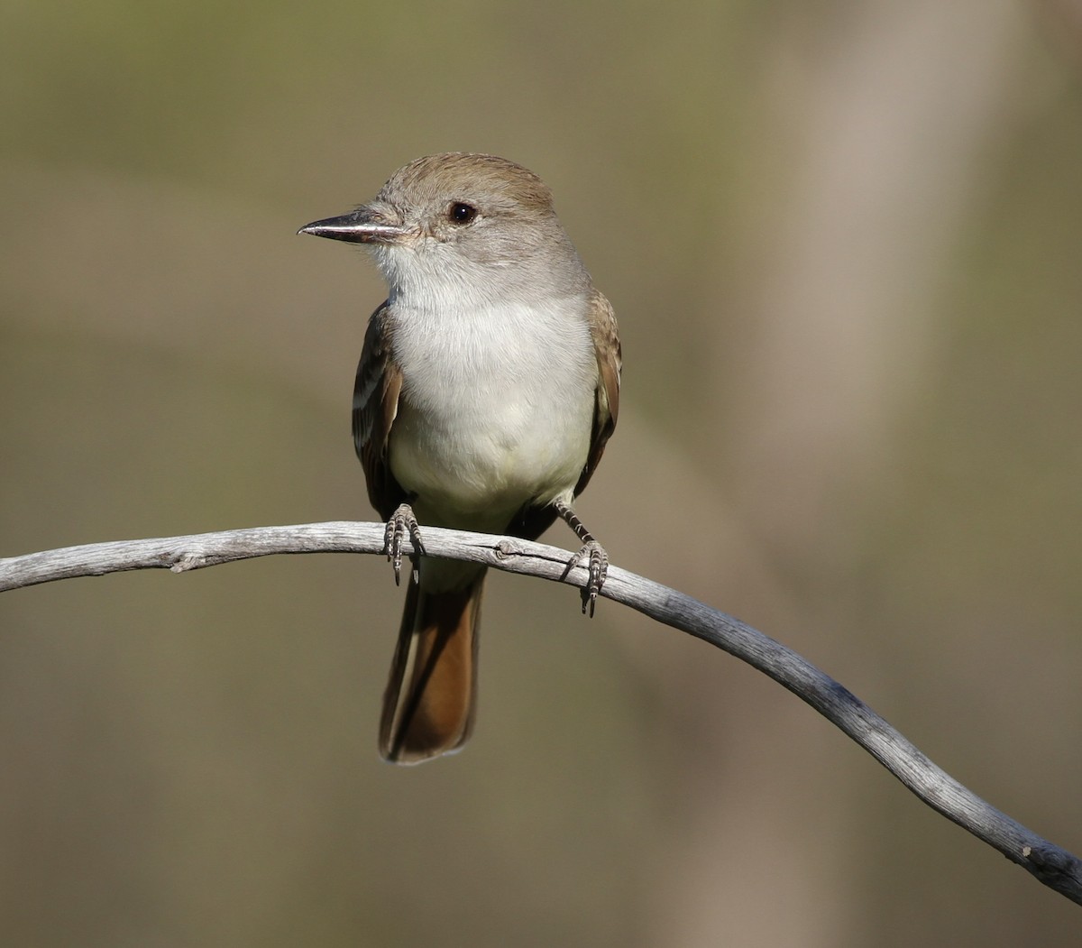 Ash-throated Flycatcher - ML598562981