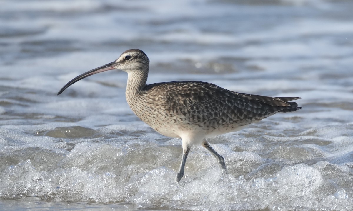 Whimbrel - Charlene Fan