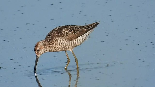 Stilt Sandpiper - ML598564791