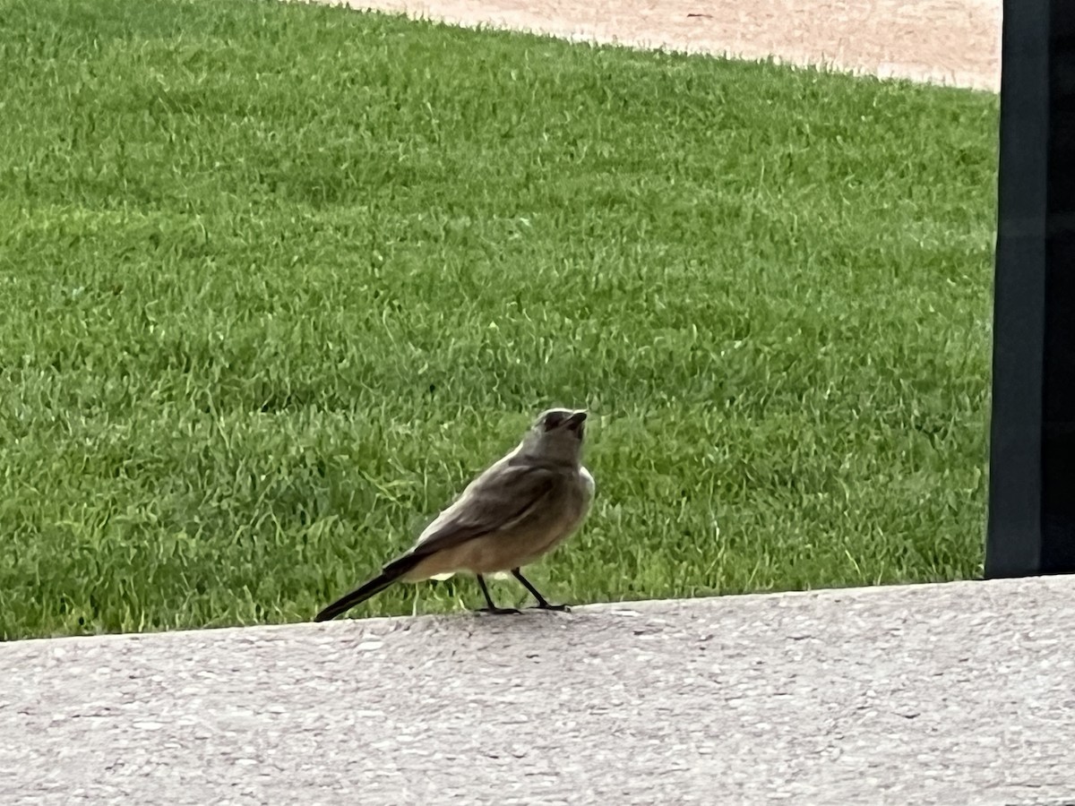 Say's Phoebe - ML598565311