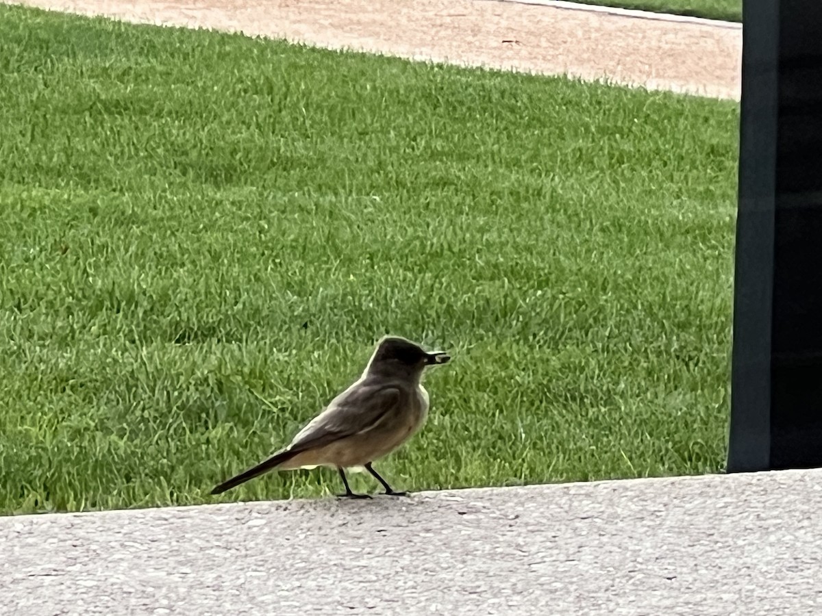 Say's Phoebe - ML598565321