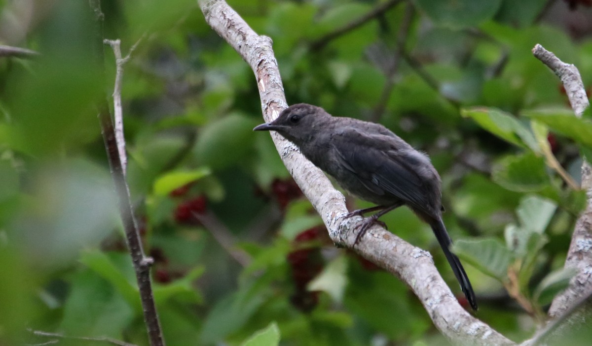 Gray Catbird - ML598565811