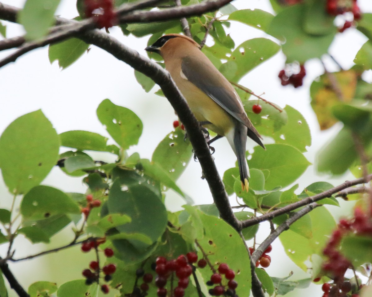 Cedar Waxwing - Kelly Krechmer