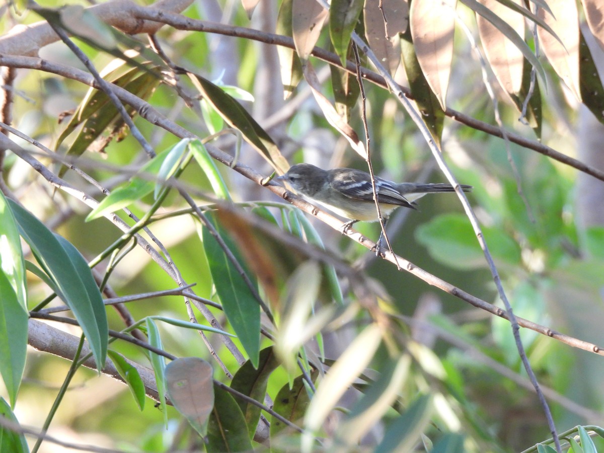 Southern Mouse-colored Tyrannulet - ML598566301