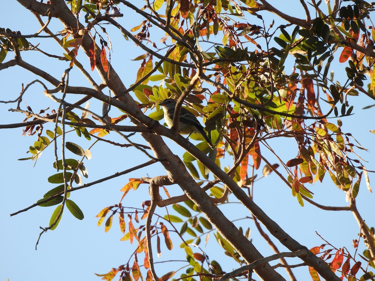 Southern Mouse-colored Tyrannulet - ML598566321