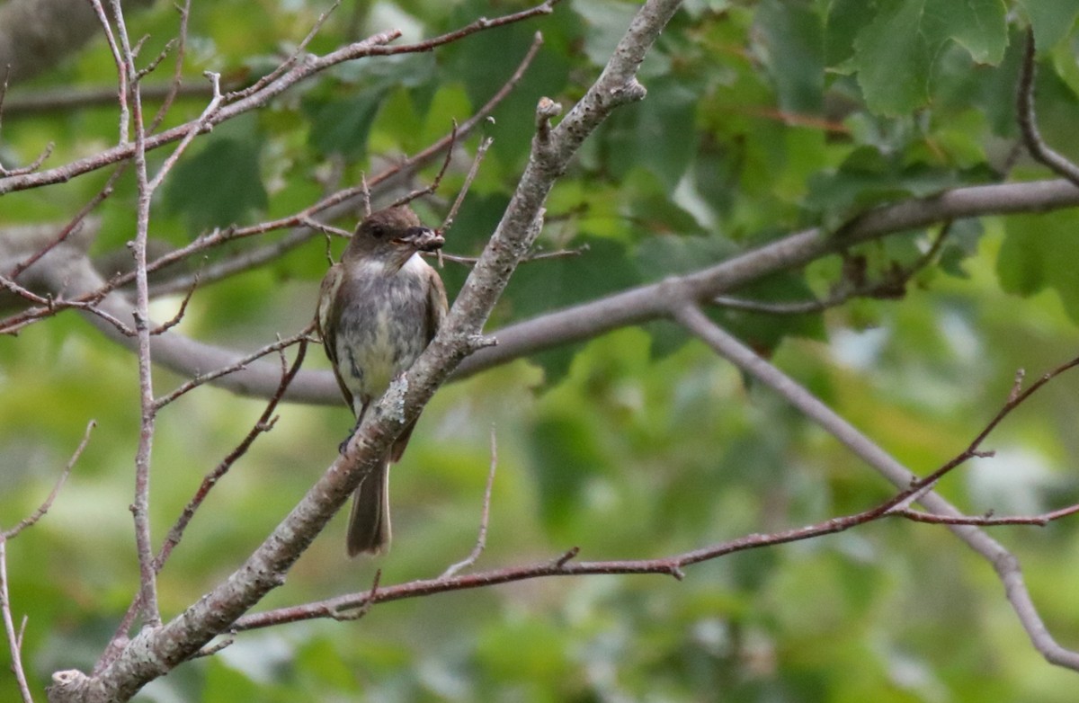 Eastern Phoebe - ML598566441