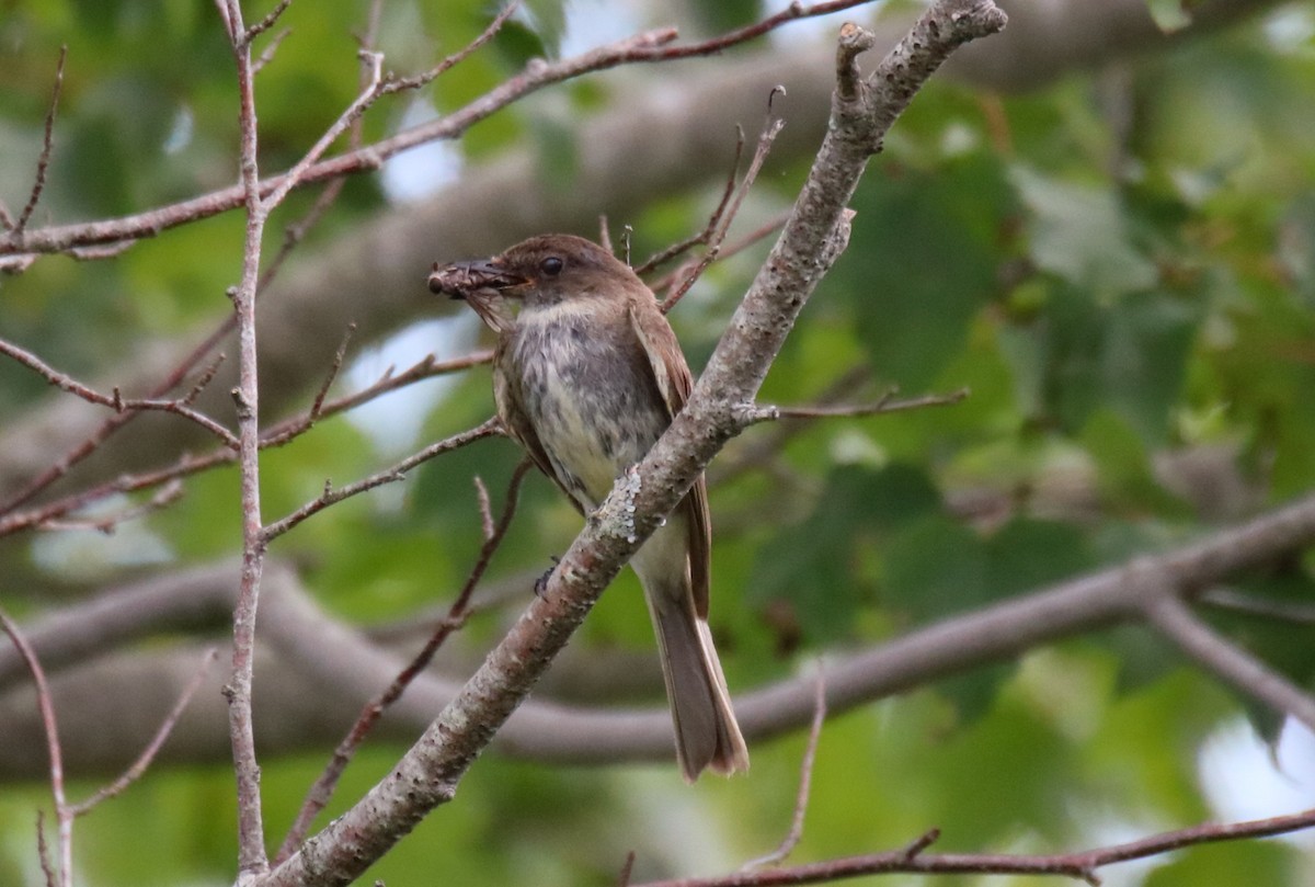 Eastern Phoebe - ML598566451