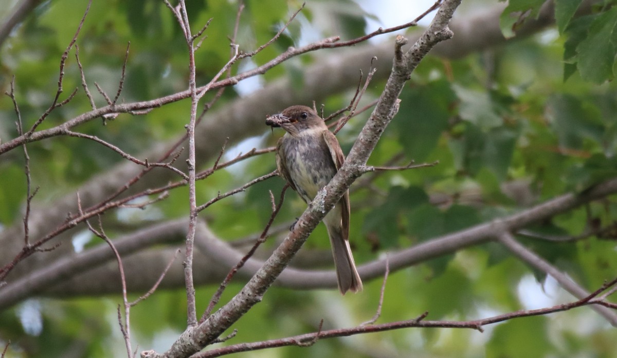 Eastern Phoebe - ML598566461