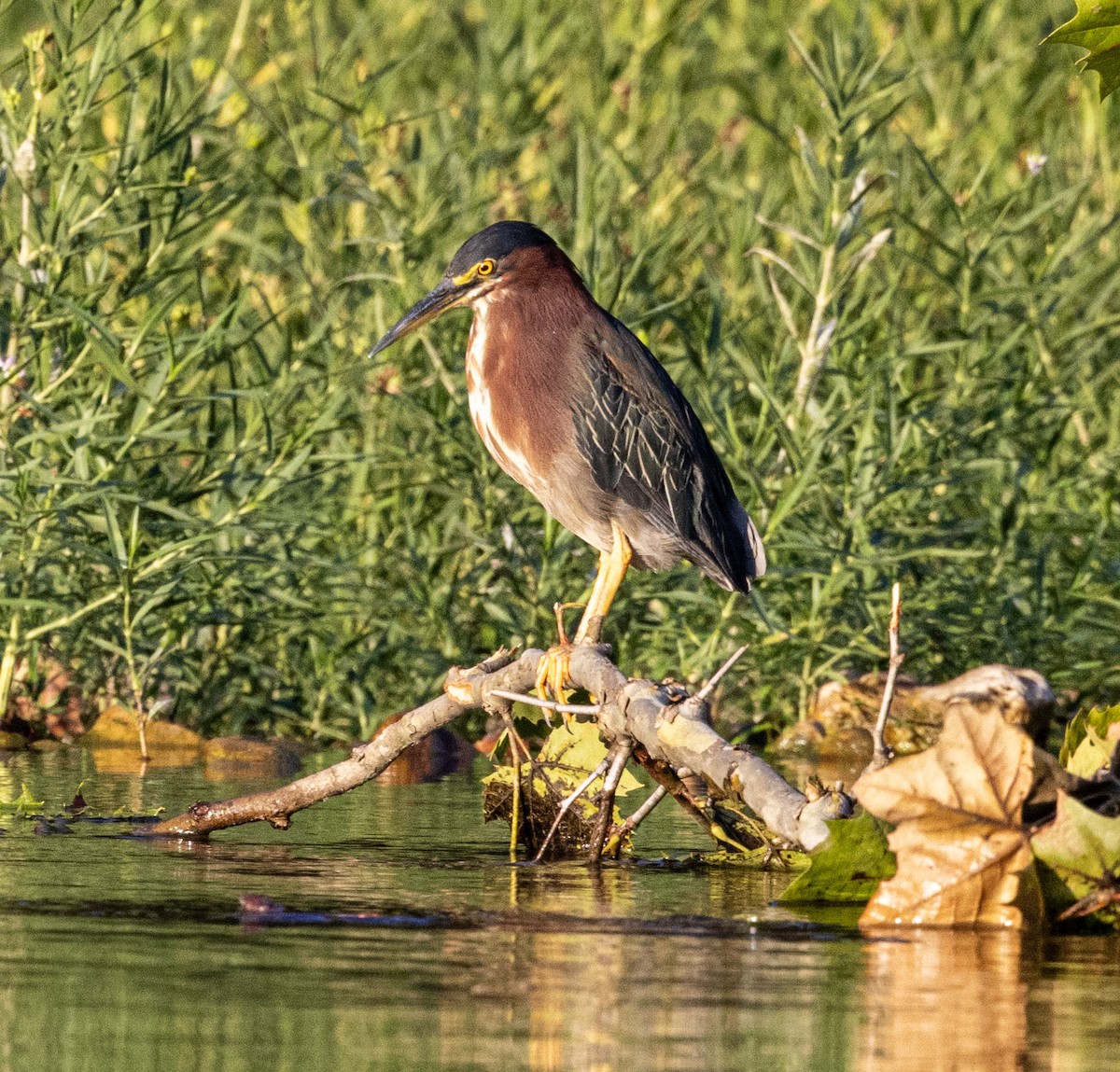 Green Heron - ML598567521