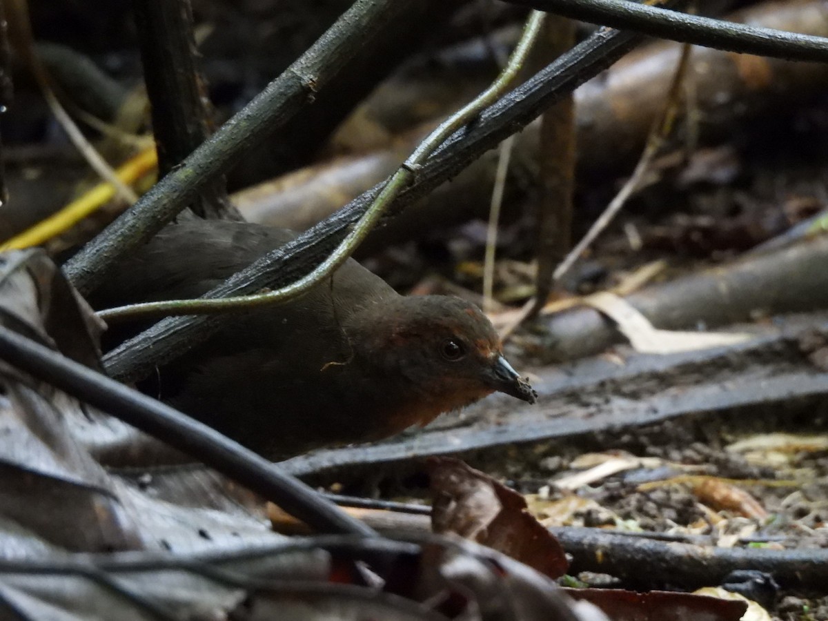 Black-banded Crake - ML598567821