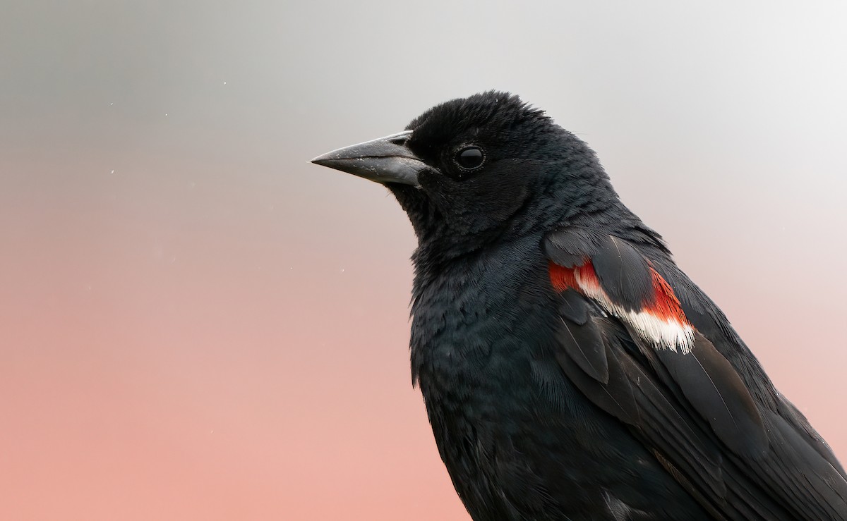 Tricolored Blackbird - ML598568441