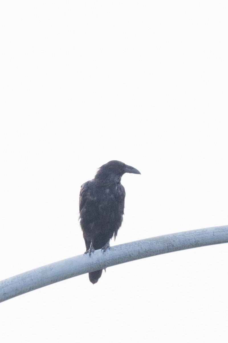 Common Raven - ML598569241