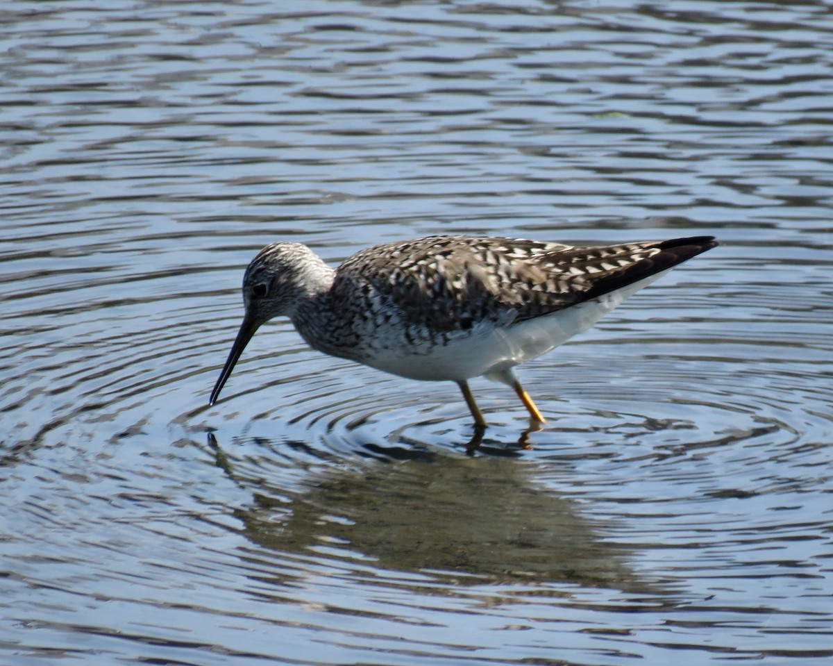 Lesser Yellowlegs - ML598569601