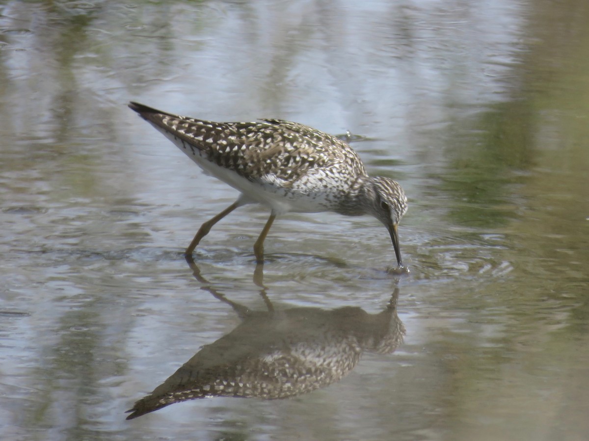 Lesser Yellowlegs - ML598569611