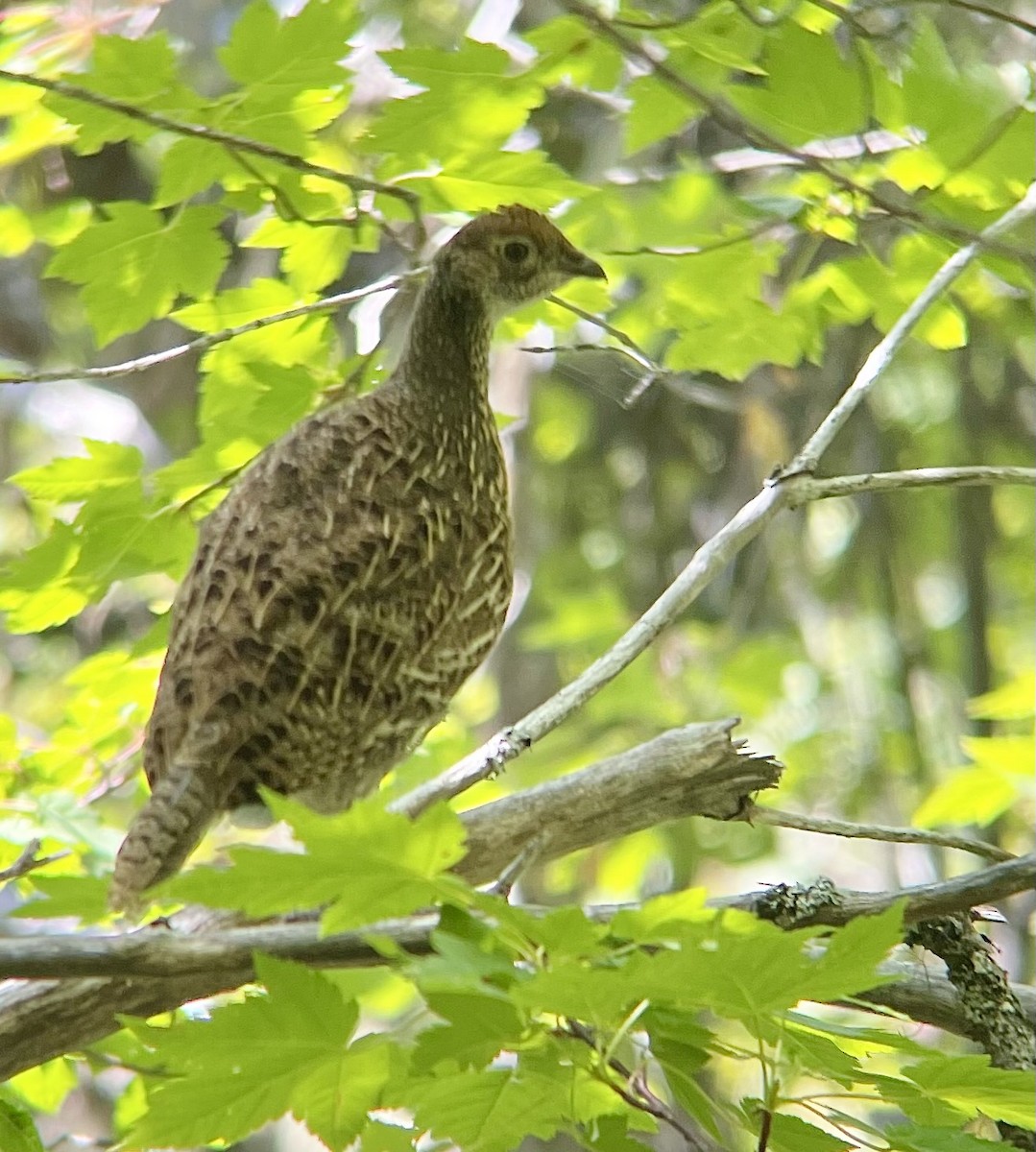 Sooty Grouse - ML598569781