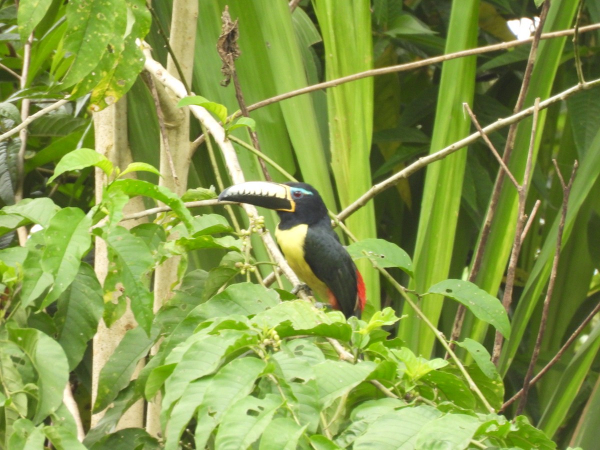 Lettered Aracari (Humboldt's) - ML598572181