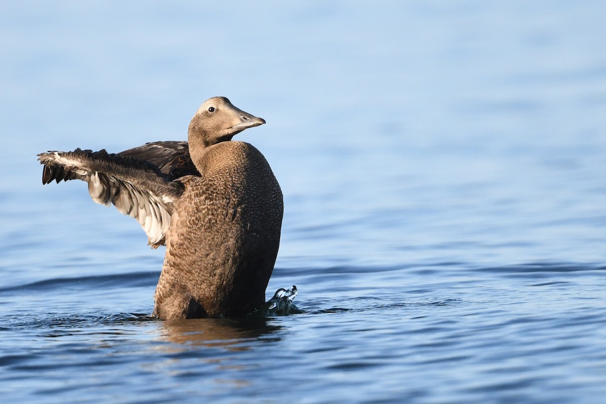 Common Eider - Etienne Pracht