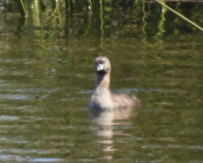 Pied-billed Grebe - ML598573281