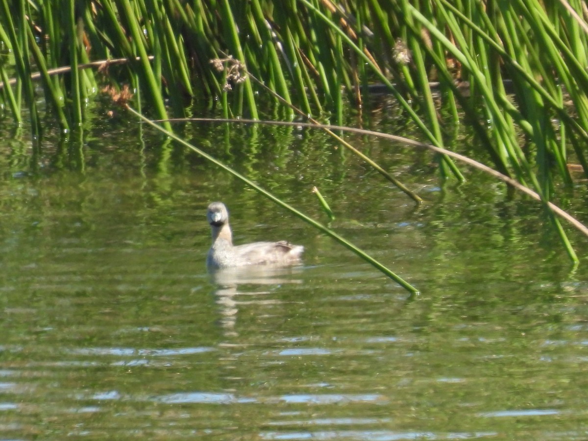 Pied-billed Grebe - ML598573291