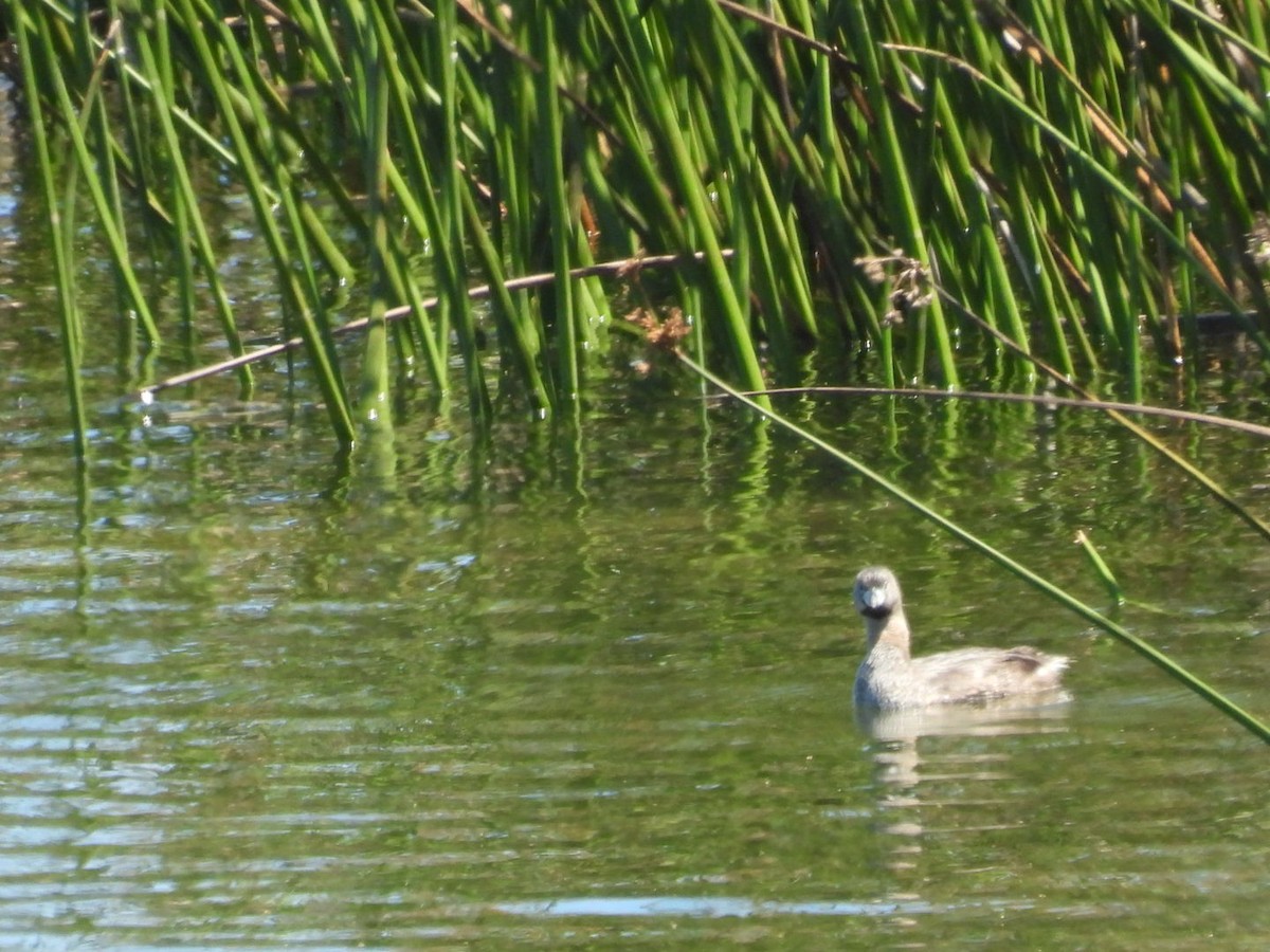 Grèbe à bec bigarré - ML598573301