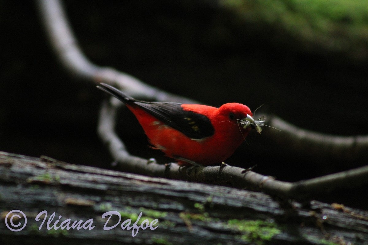 Scarlet Tanager - Iliana Dafoe