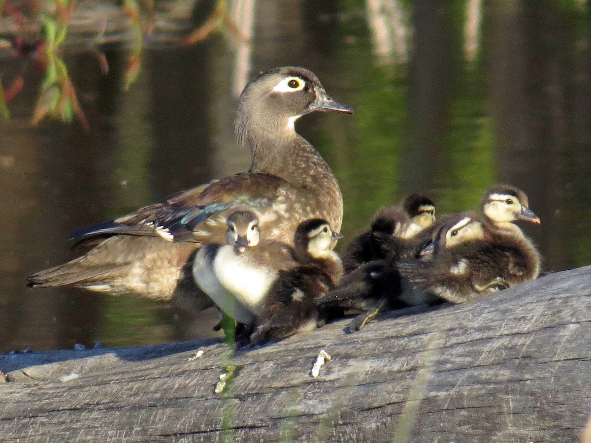 Female and chick