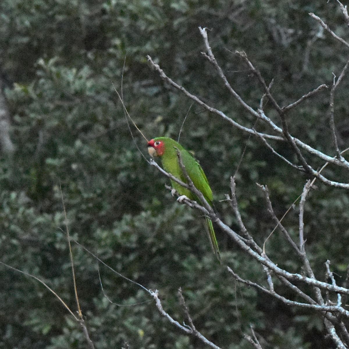 Conure mitrée - ML598574571