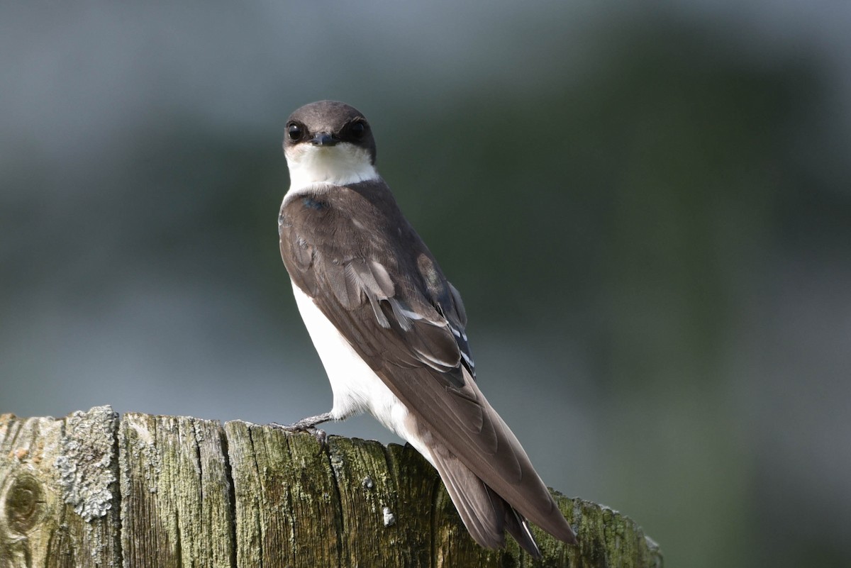 Tree Swallow - ML598574881