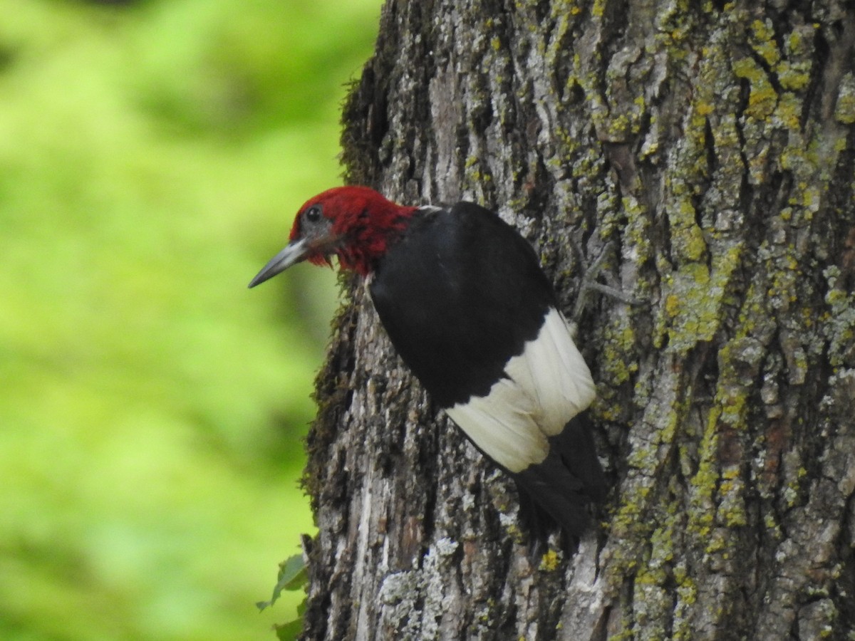 Red-headed Woodpecker - ML598575491
