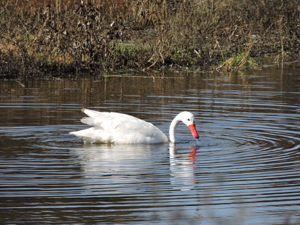 Coscoroba Swan - ML598575511