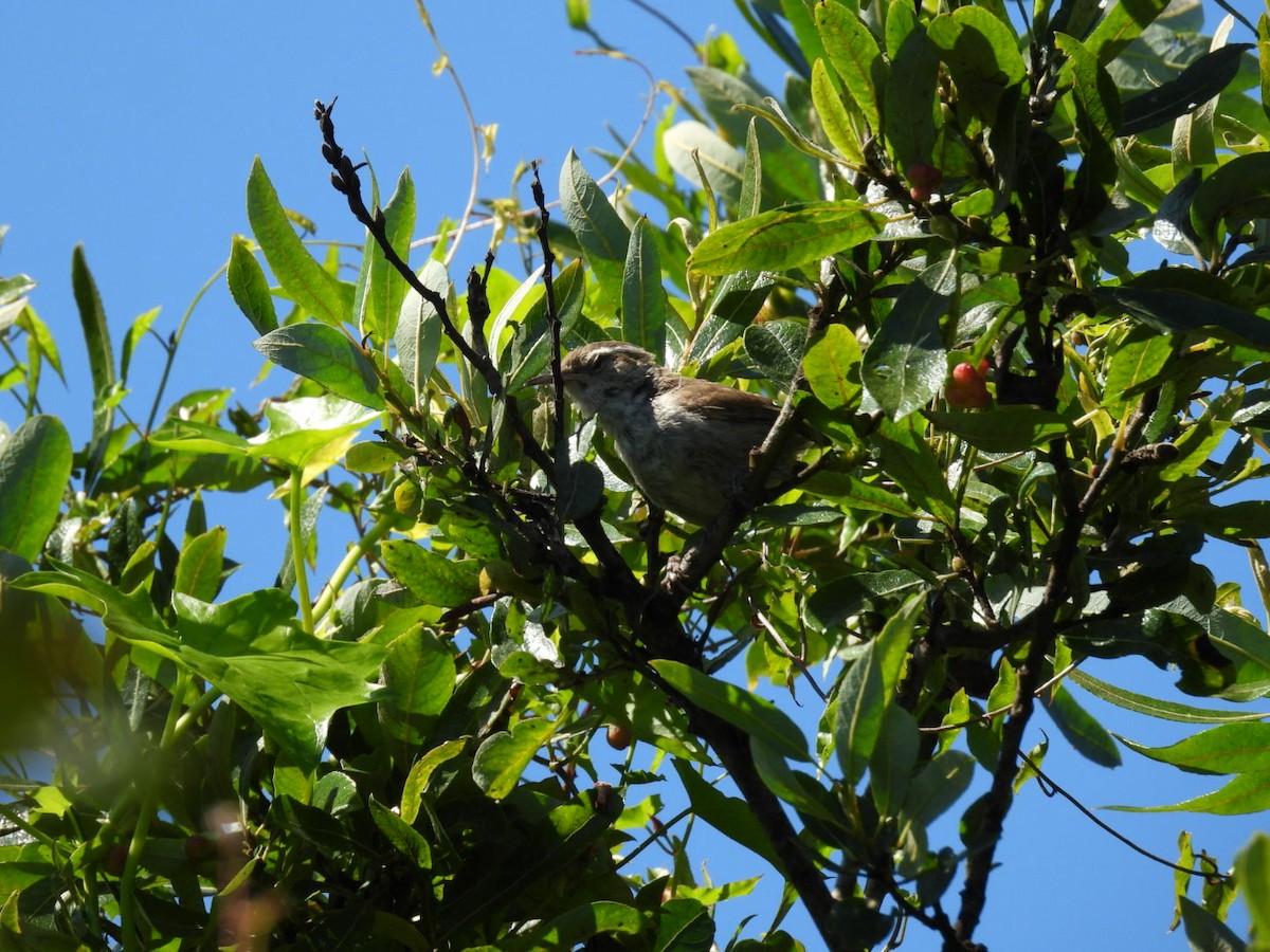 Bewick's Wren - ML598575611