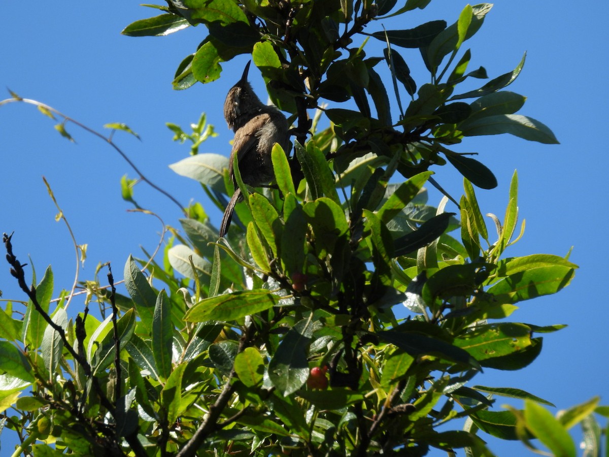 Bewick's Wren - ML598575621