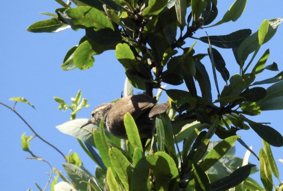 Cucarachero Colinegro - ML598575631