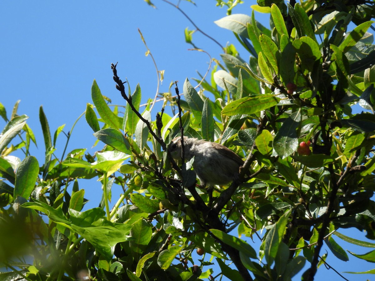 Bewick's Wren - ML598575641