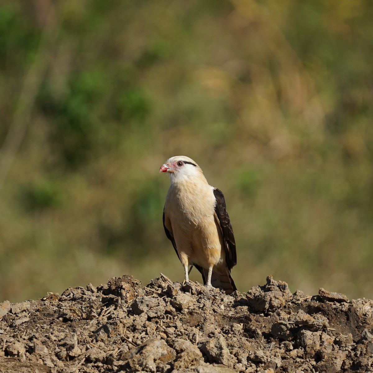 Yellow-headed Caracara - Daniel M Haddad - RJ