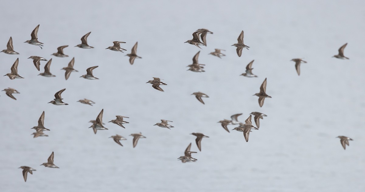 Semipalmated Sandpiper - ML598578111