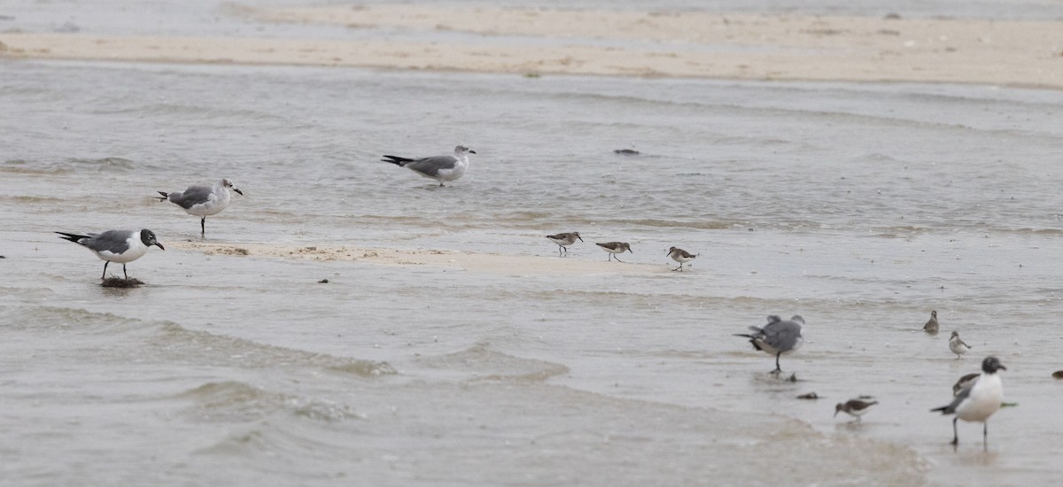 Semipalmated Sandpiper - ML598578341