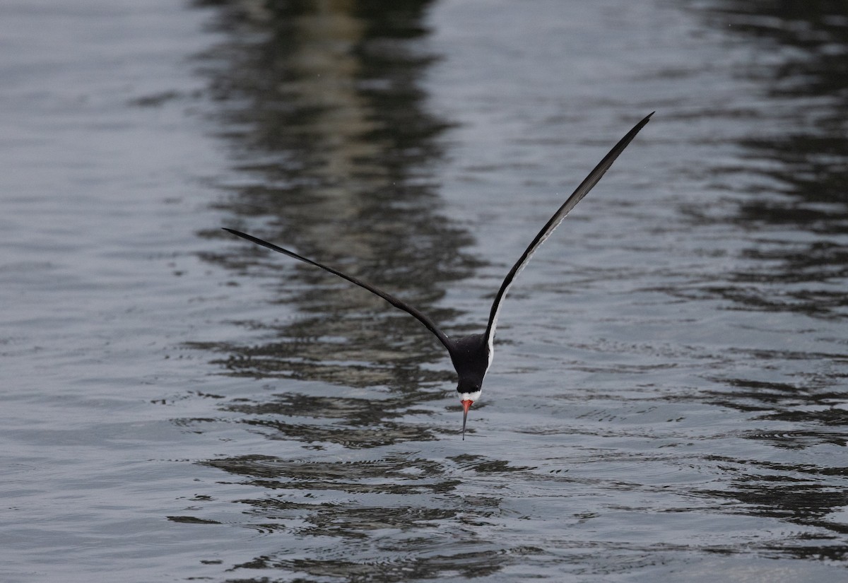 Black Skimmer - ML598578871