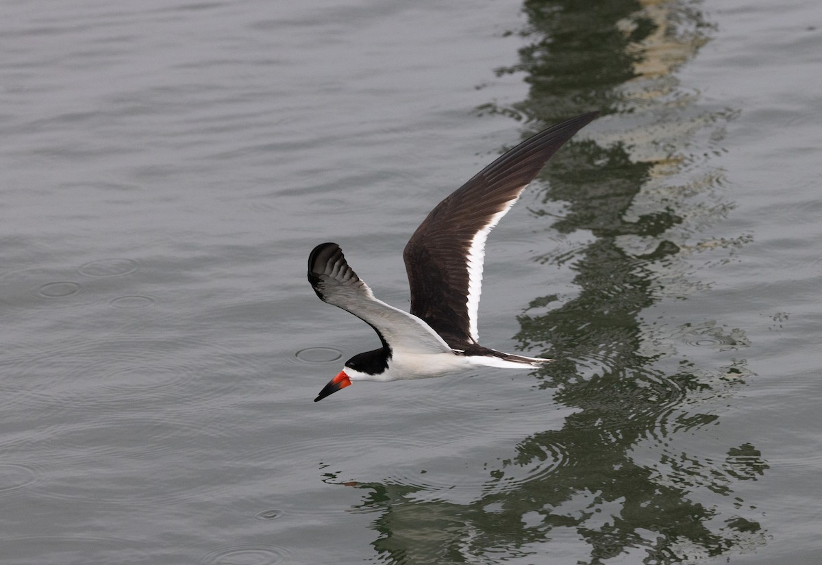 Black Skimmer - ML598578881