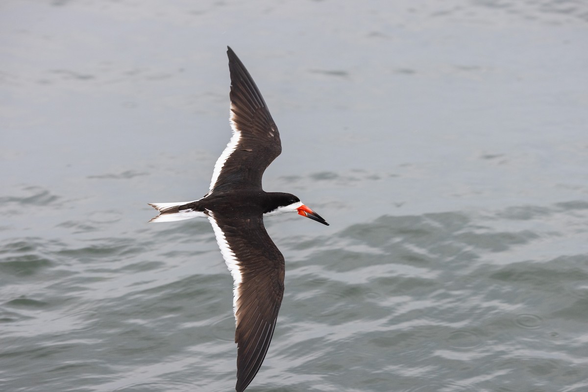 Black Skimmer - ML598578891