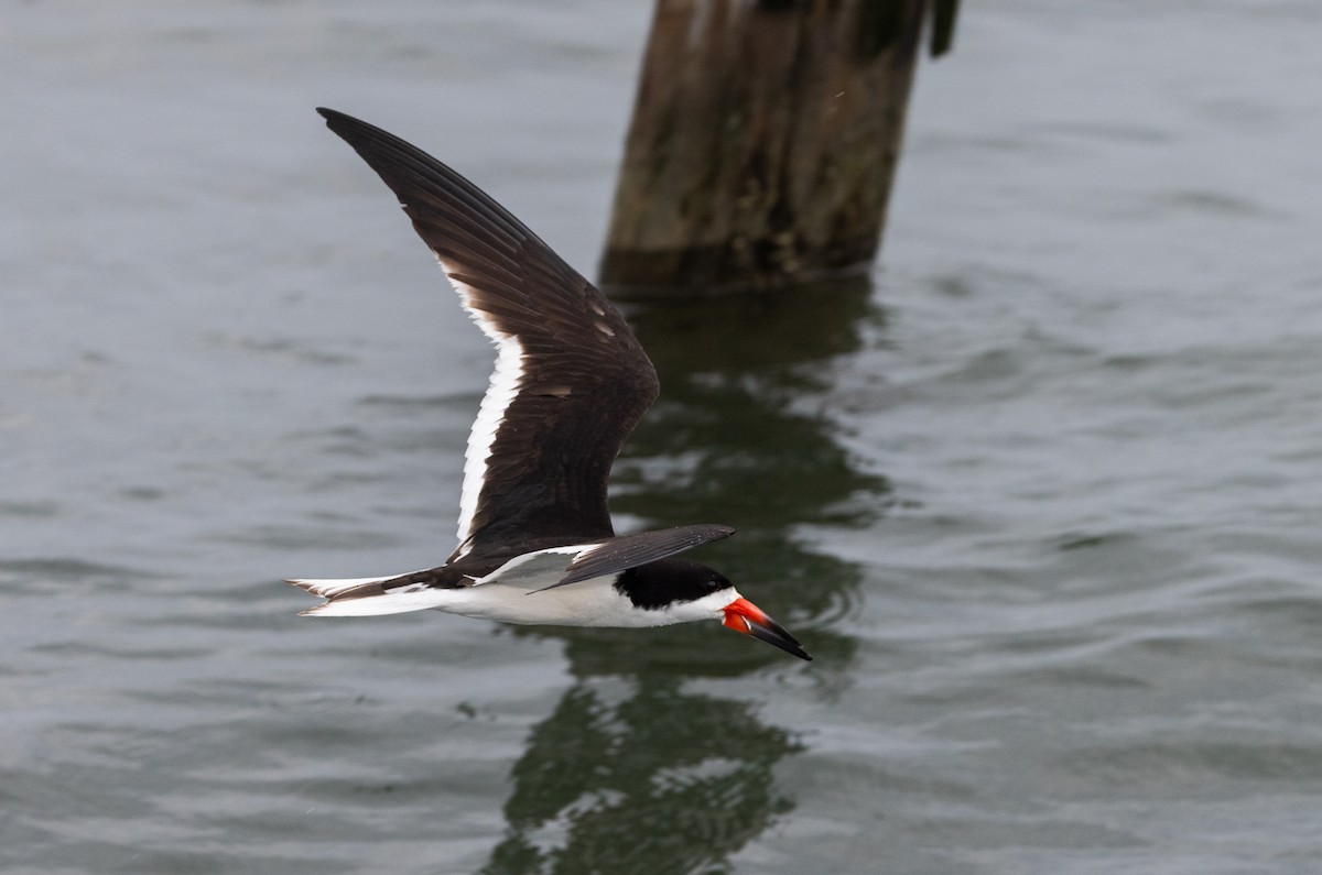 Black Skimmer - Jay McGowan