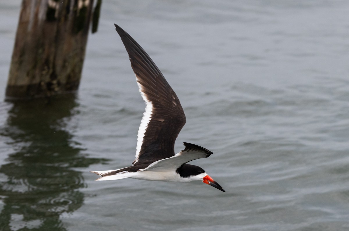 Black Skimmer - Jay McGowan