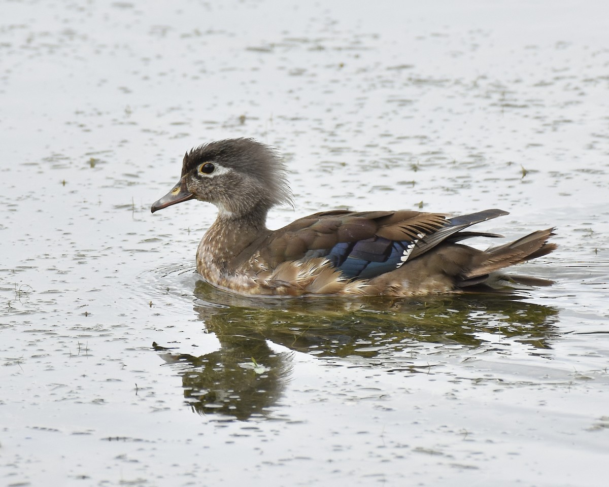 Wood Duck - ML598579171