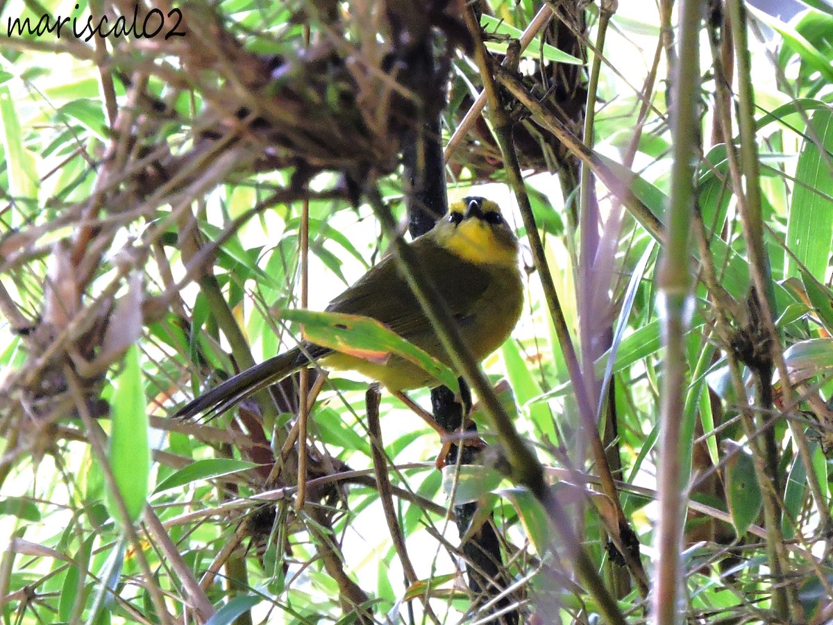 Black-crested Warbler - ML598579461