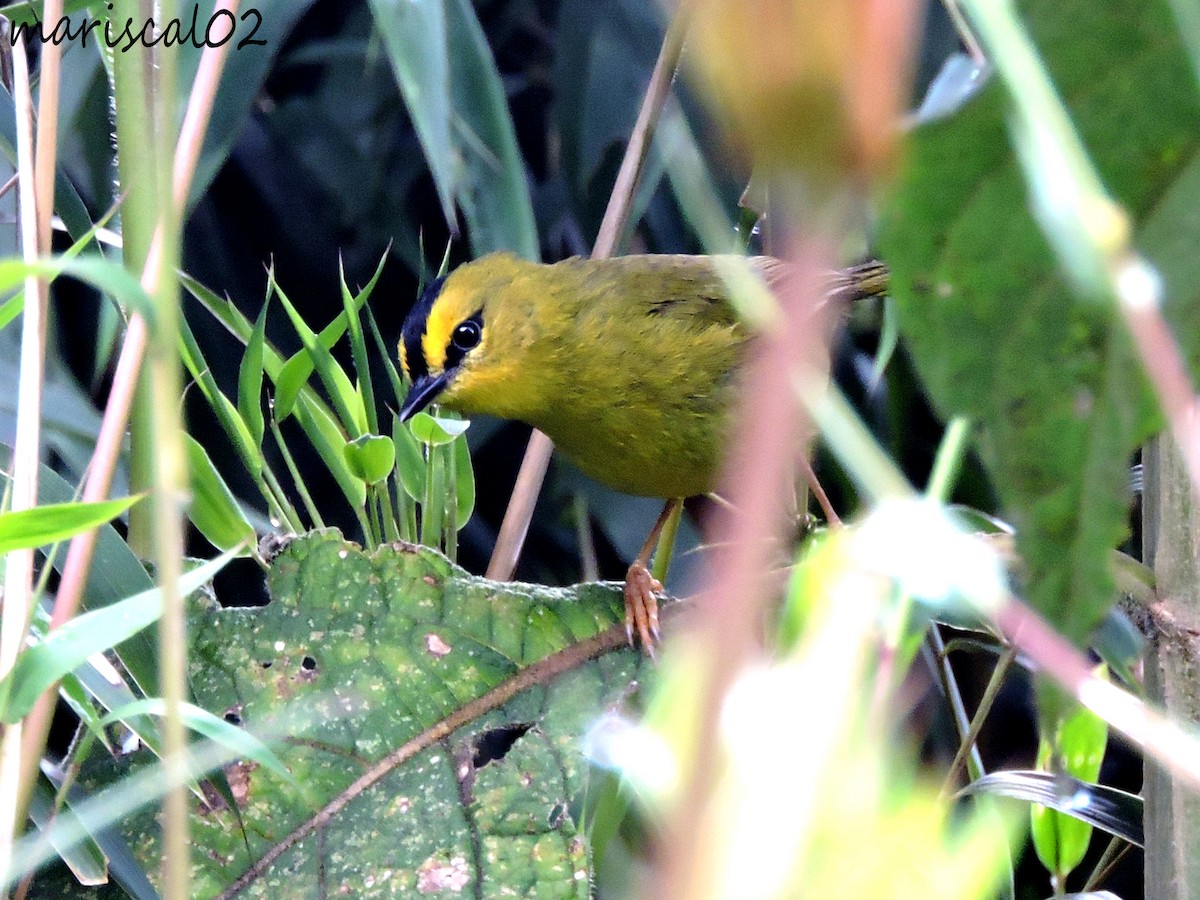 Black-crested Warbler - ML598579851