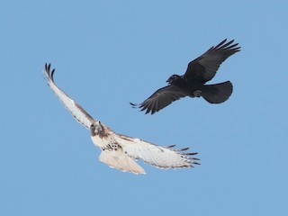 Adult - American Crow