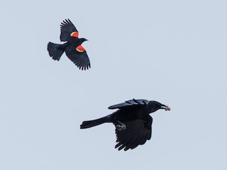 Adult - American Crow