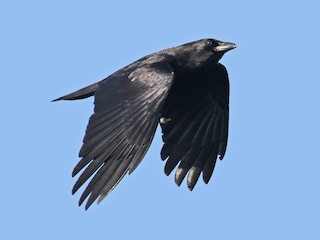 Adult - American Crow